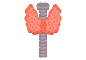 Ilustração da tireoide