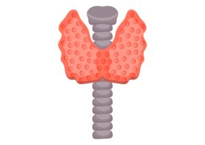 Ilustração da tireoide