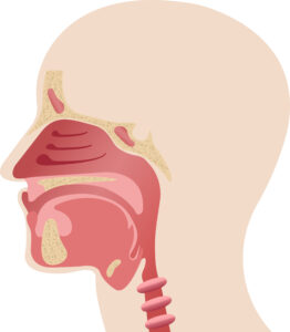 Ilustração das estruturas internas da face e laringe regiões que podem ser acometidas pelo câncer de cabeça e pescoço